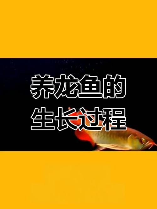 龍魚生長速度圖解