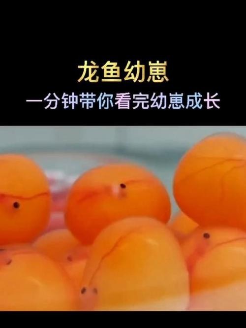 龍魚生長速度圖解