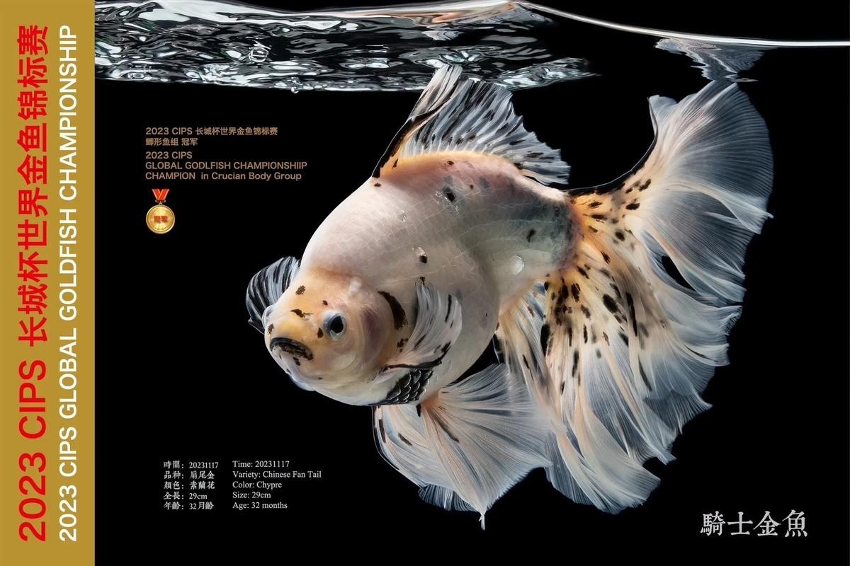 長(zhǎng)城杯世界金魚錦標(biāo)賽2021