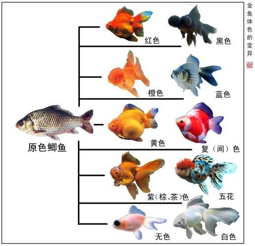 長(zhǎng)城杯世界金魚錦標(biāo)賽2021