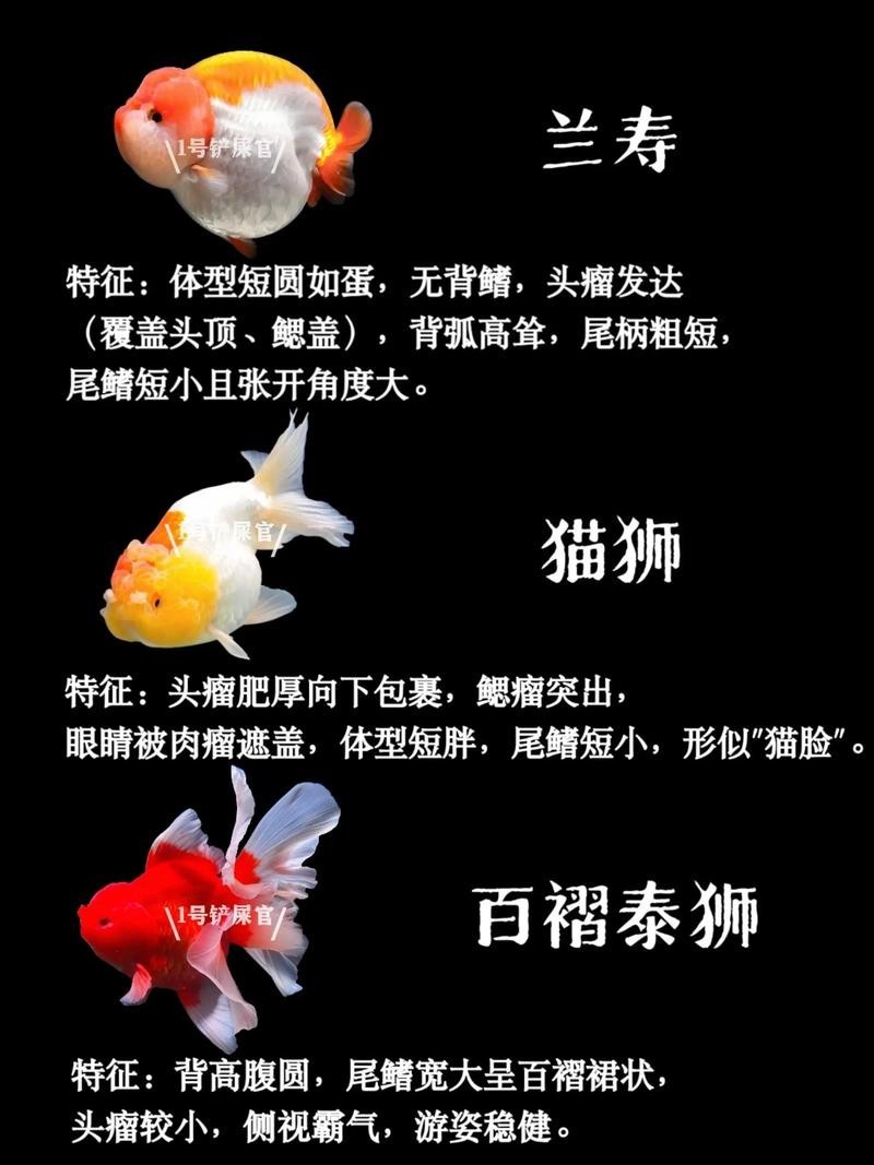 長(zhǎng)城杯世界金魚錦標(biāo)賽2021