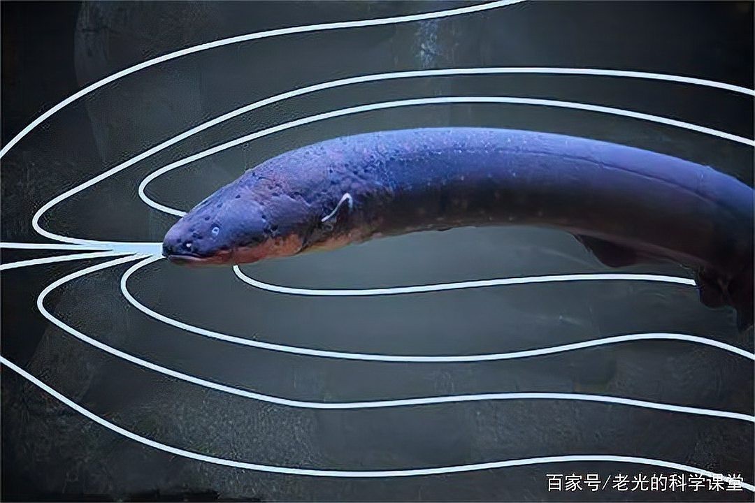 電鰻放電的原理