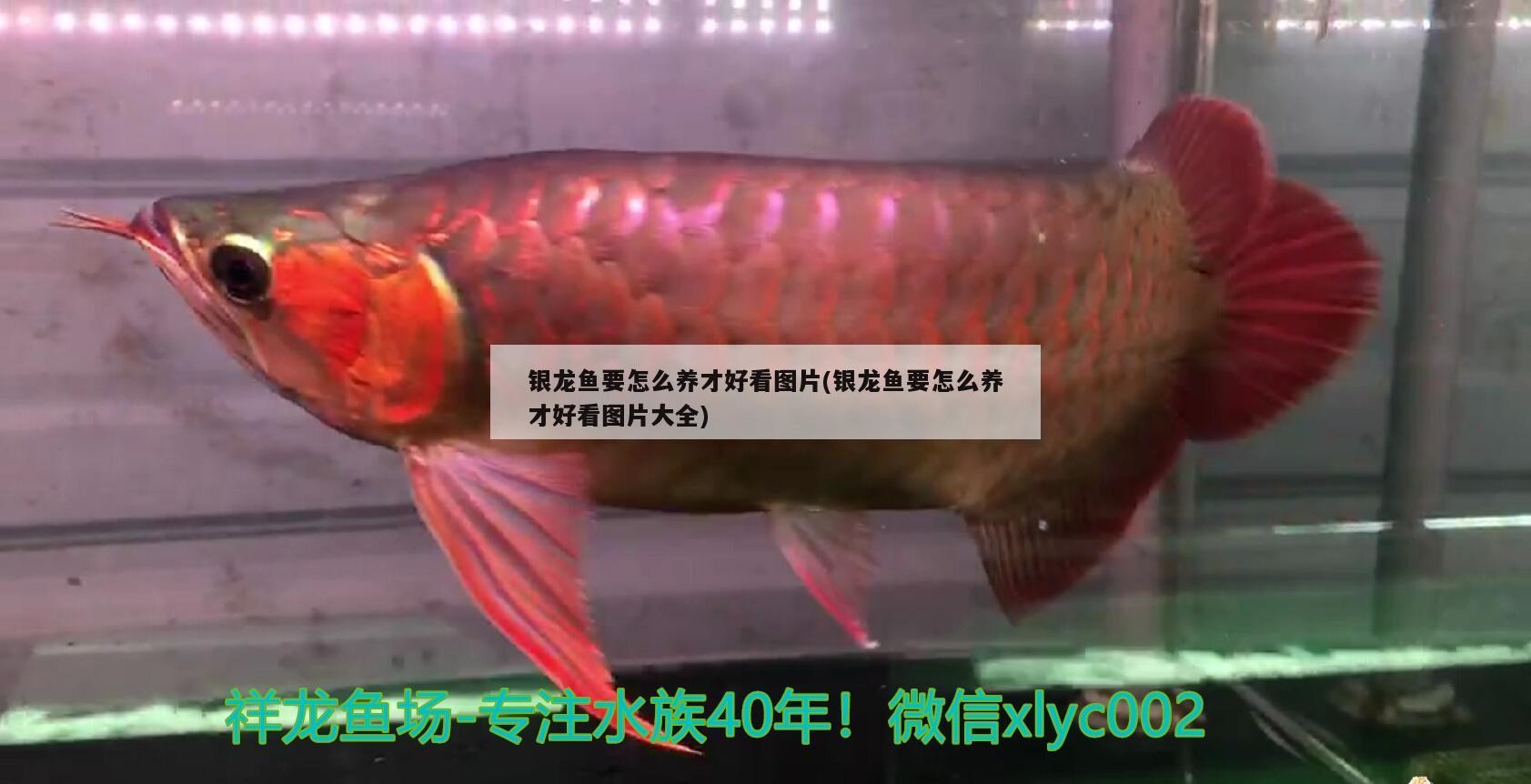 銀龍魚要怎么養才好看圖片(銀龍魚要怎么養才好看圖片大全)