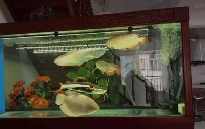 龍魚招財混養需要多長時間能長大：龍魚招財混養需要多長時間才能長大