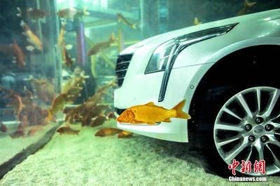 廣州魚缸bb祥龍魚場怎么樣：廣州魚缸bb祥龍魚缸bb祥龍魚缸bb祥龍魚場服務怎么樣