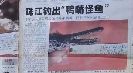 廣州魚缸bb祥龍魚場怎么樣：廣州魚缸bb祥龍魚缸bb祥龍魚缸bb祥龍魚場服務怎么樣