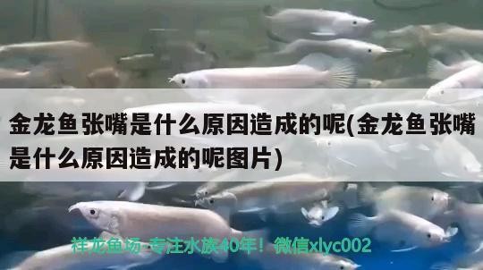 石家莊吃銀龍魚的地方有哪些：石家莊吃小龍蝦的地方