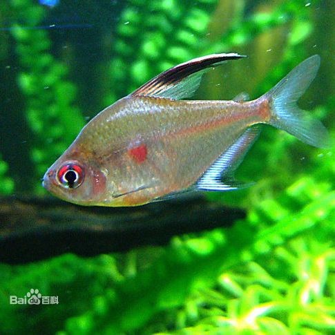 紅尾大勾魚就是紅大勾扯旗魚嗎