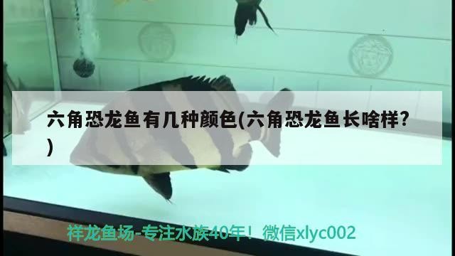 是金龍魚貴還是銀龍魚貴：金龍魚和銀龍魚哪個更貴