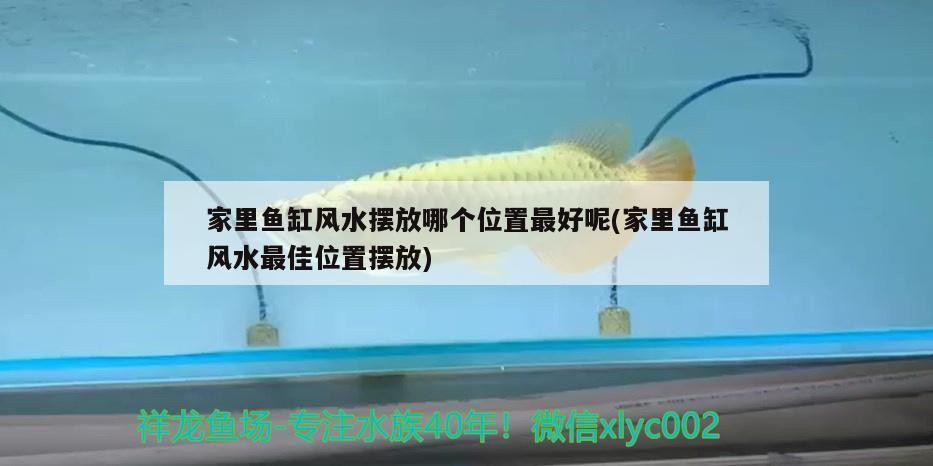 是金龍魚貴還是銀龍魚貴：金龍魚和銀龍魚哪個更貴
