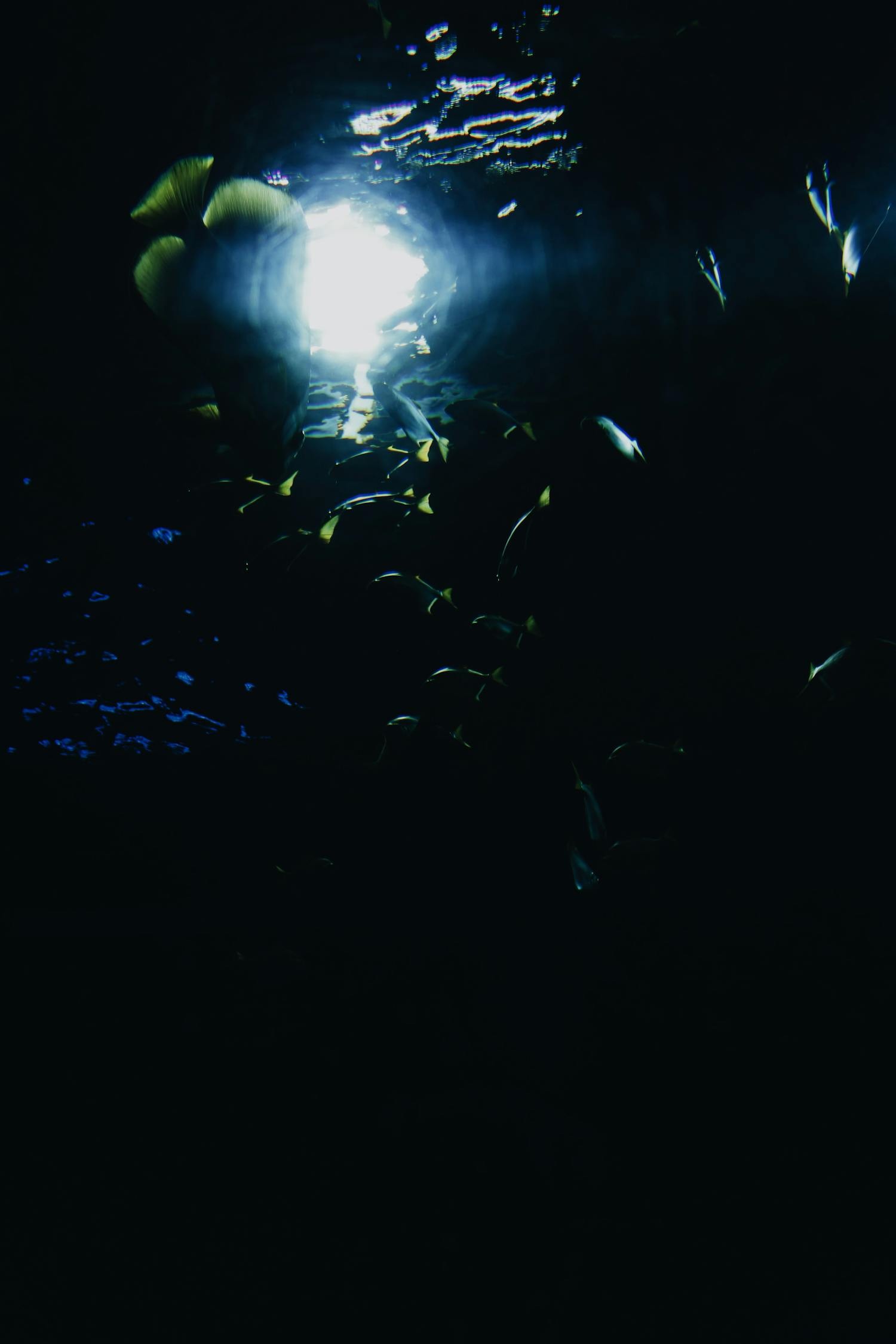 深海變異魚(yú)