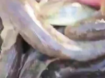 鉆沙子的龍魚（關(guān)于“鉆沙子的龍魚”的一些基本特征和生活習(xí)性信息）