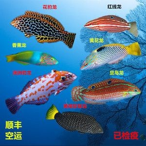 鉆沙子的龍魚（關(guān)于“鉆沙子的龍魚”的一些基本特征和生活習(xí)性信息）