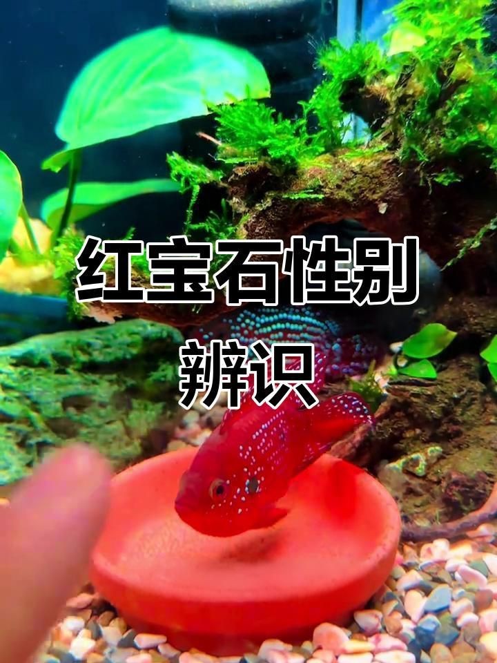 紅寶石魚(yú)雌雄的區(qū)別