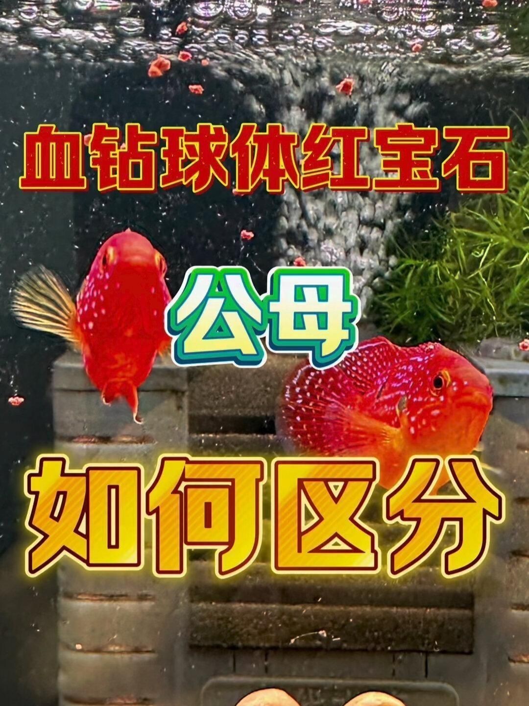 紅寶石魚(yú)雌雄的區(qū)別