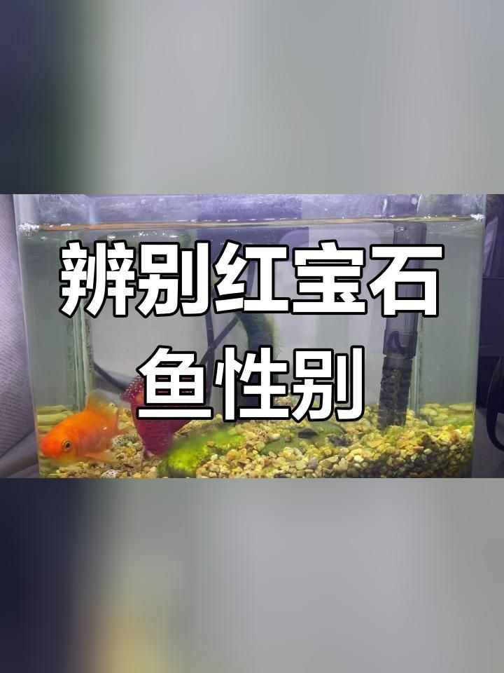 紅寶石魚(yú)雌雄的區(qū)別