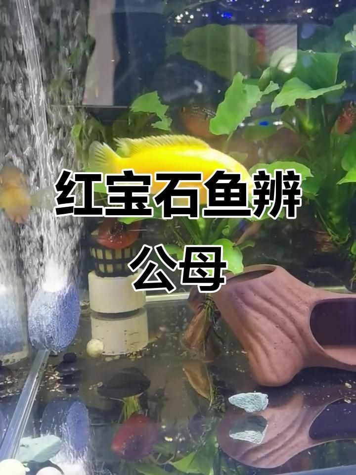 紅寶石魚(yú)雌雄的區(qū)別