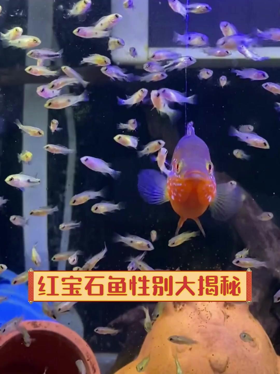 紅寶石魚(yú)雌雄的區(qū)別