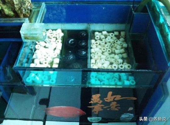 魚缸濾材選擇技巧：如何選擇適合的魚缸濾材