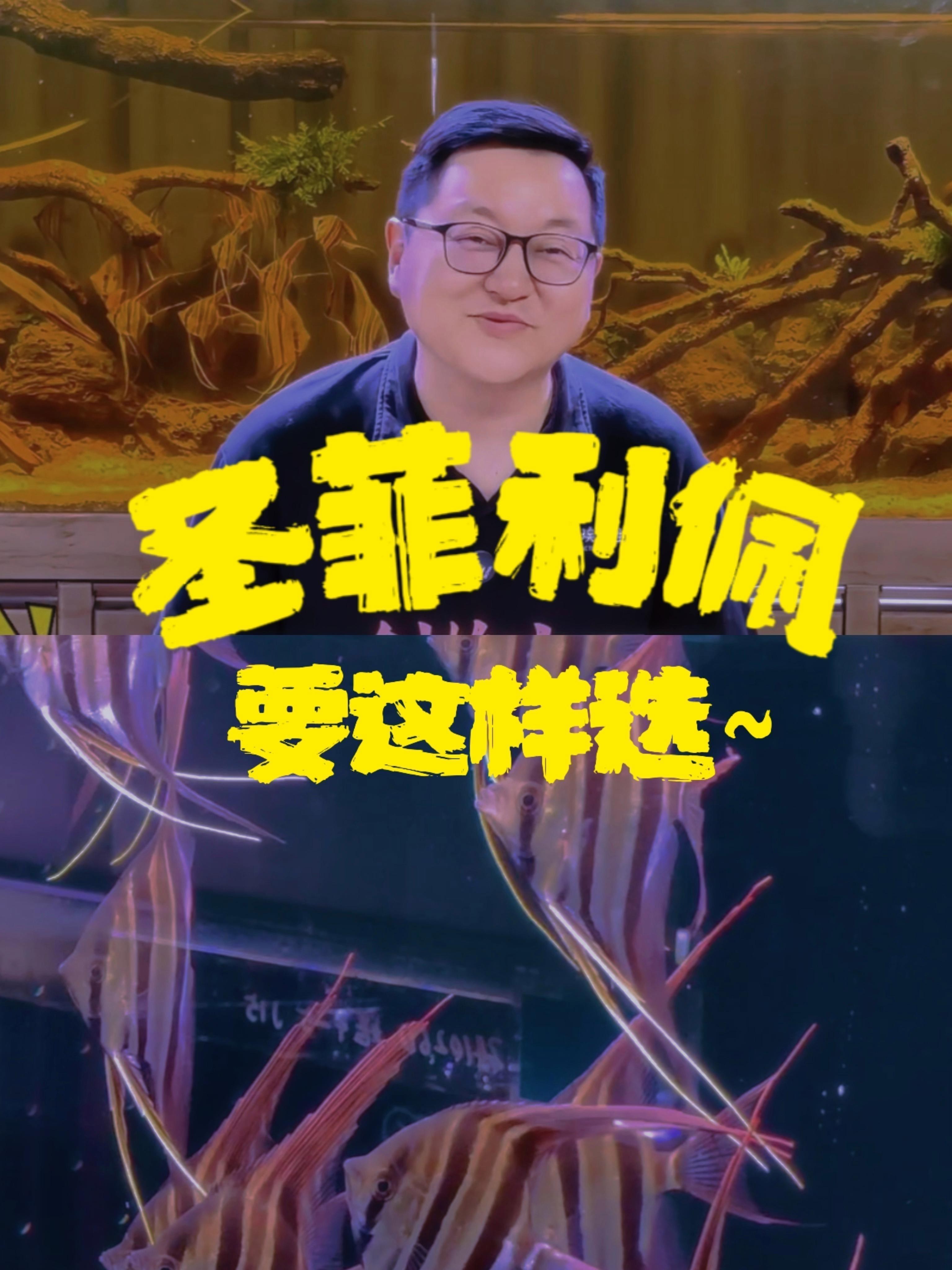 定水神魚圣菲利佩屬于什么檔次 定水神魚圣菲利佩屬于什么檔次 龍魚論壇 第1張