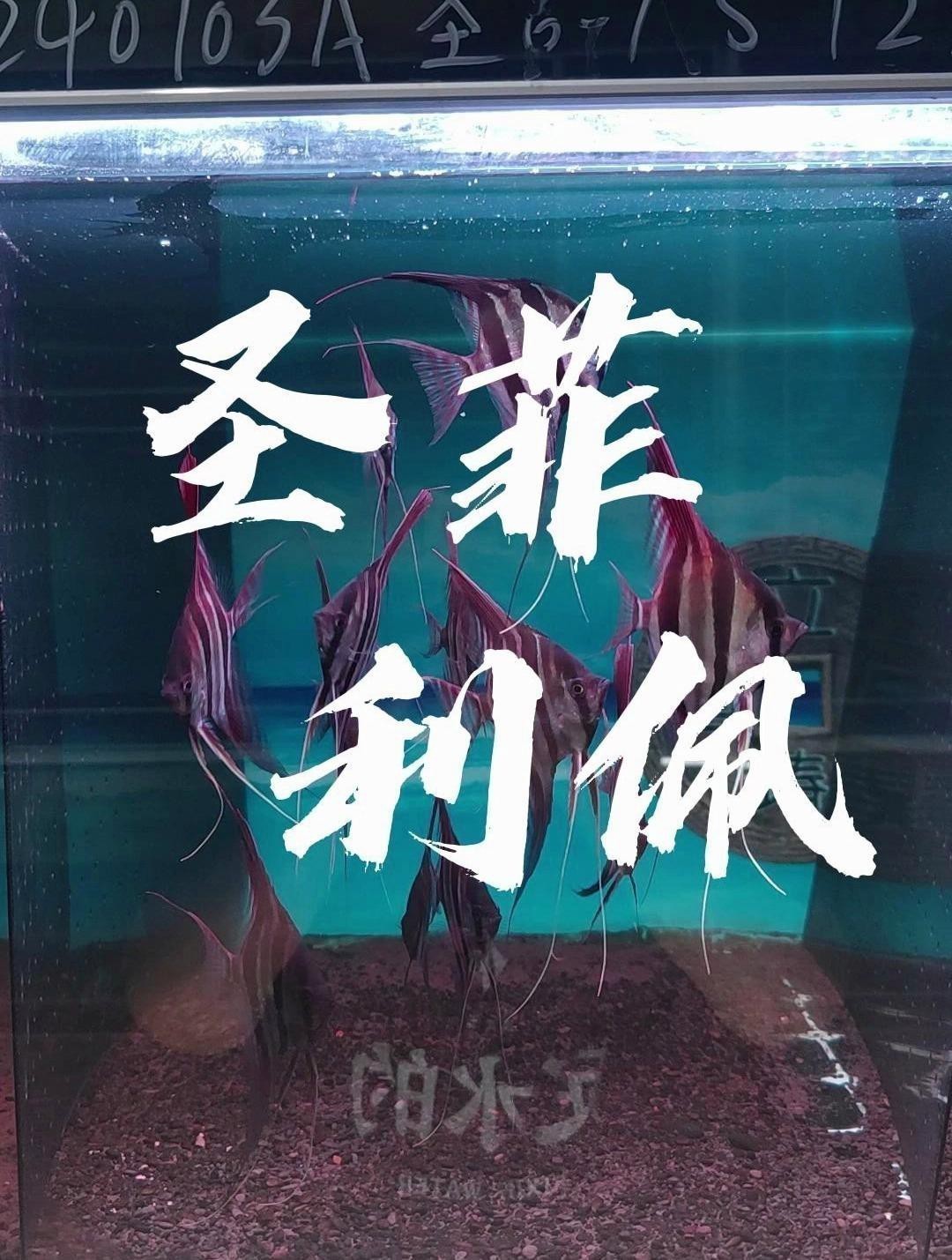 定水神魚圣菲利佩屬于什么檔次 定水神魚圣菲利佩屬于什么檔次 龍魚論壇 第2張