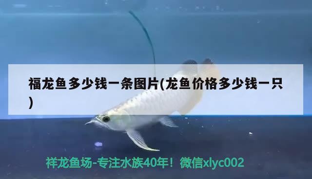 銀龍魚(yú)飼養(yǎng)技巧和方法視頻教程：銀龍魚(yú)飼養(yǎng)技巧和方法視頻教程下載