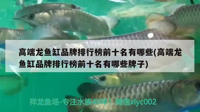 銀龍魚(yú)飼養(yǎng)技巧和方法視頻教程：銀龍魚(yú)飼養(yǎng)技巧和方法視頻教程下載