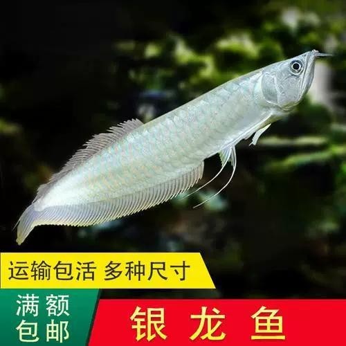 廣州龍魚最建議買的三個牌子
