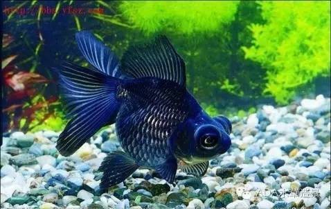 華容縣清之韻水族館（華容縣清之韻水族館地址）