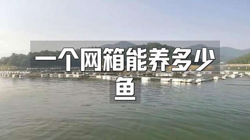 養(yǎng)2000只魚視頻