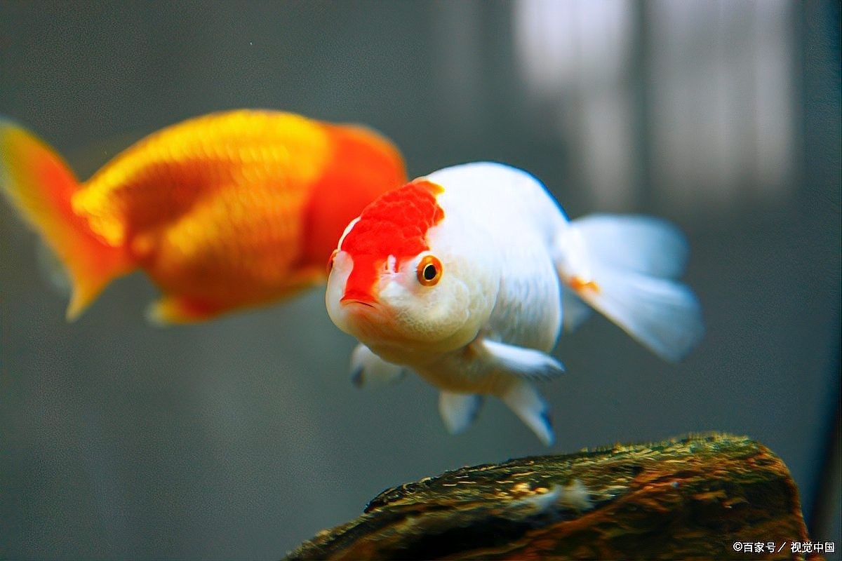 養(yǎng)2000只魚視頻