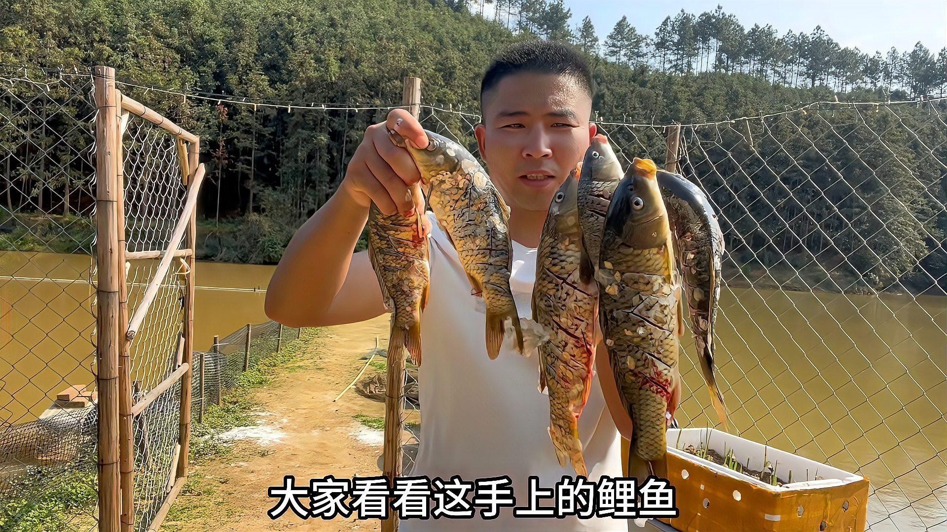 養(yǎng)2000只魚視頻