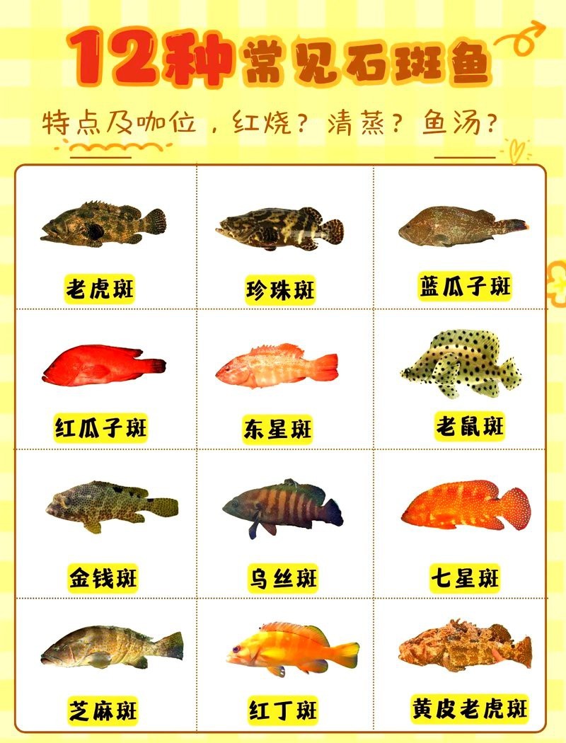 十大石斑魚排名