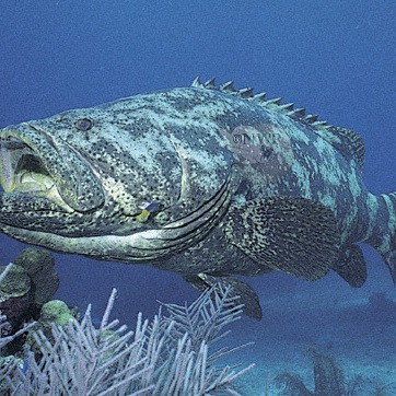十大石斑魚排名