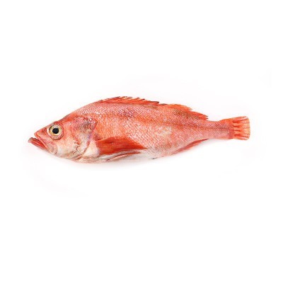 十大石斑魚排名