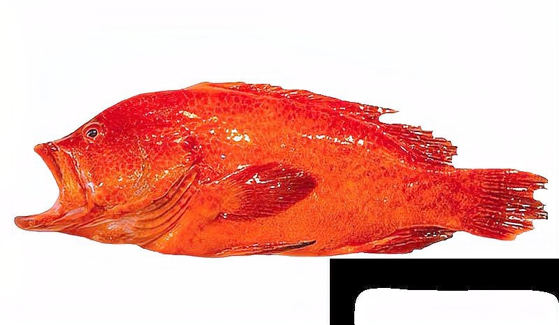 十大石斑魚排名