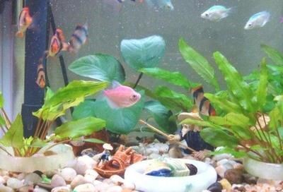 魚缸好壞的幾個(gè)標(biāo)準(zhǔn)（魚缸好壞的幾個(gè)標(biāo)準(zhǔn)魚缸好壞的幾個(gè)標(biāo)準(zhǔn)）