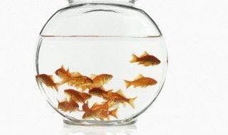 龍魚(yú)缸里使用土霉素的方法（土霉素的使用方法）