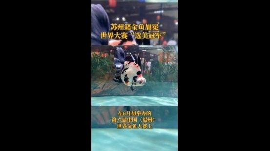 世界金魚大賽