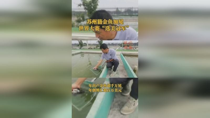 世界金魚大賽