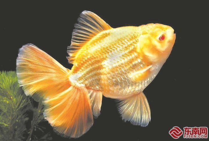 世界金魚大賽