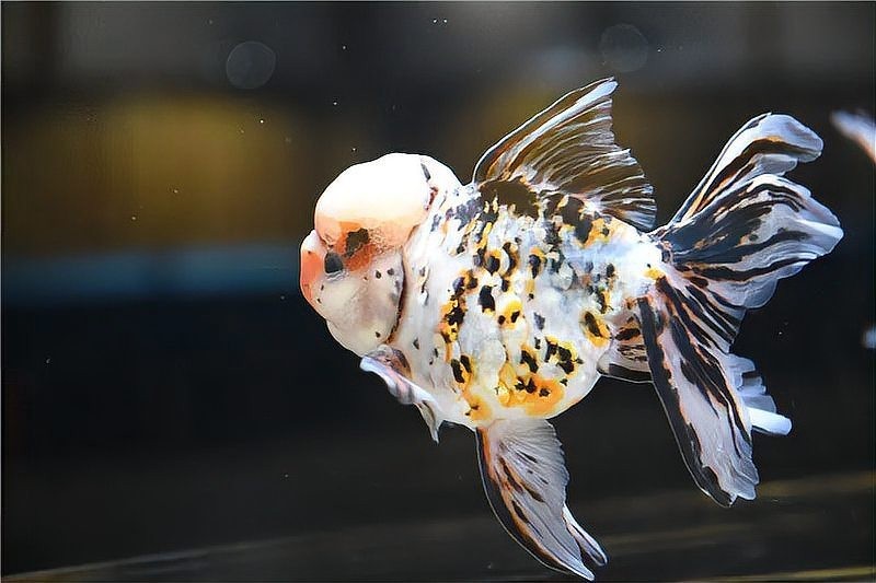 世界金魚大賽