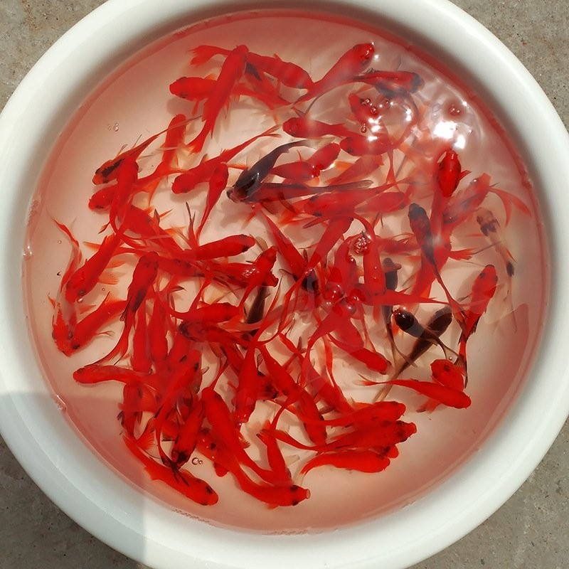哪里可以購買到50cm的紅龍魚？