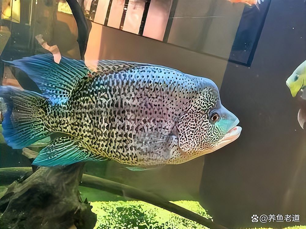大嘴鯨和招財貓哪個猛 大嘴鯨和招財貓哪個猛 龍魚論壇 第2張