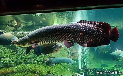 大嘴鯨和招財貓哪個猛 大嘴鯨和招財貓哪個猛 龍魚論壇 第5張