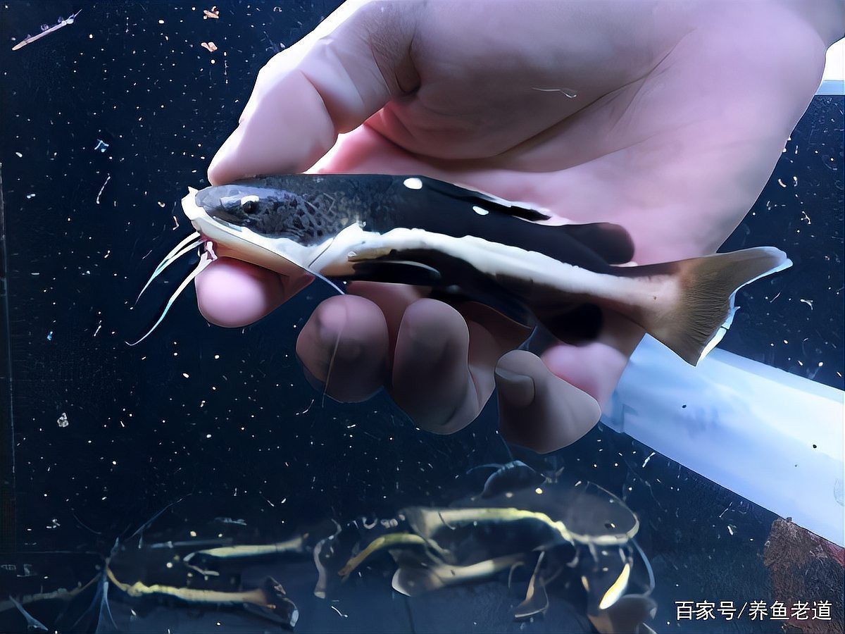 大嘴鯨和招財貓哪個猛 大嘴鯨和招財貓哪個猛 龍魚論壇 第3張