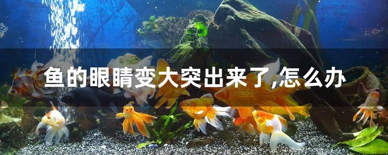 魚(yú)的眼睛變大突出來(lái)了怎么辦
