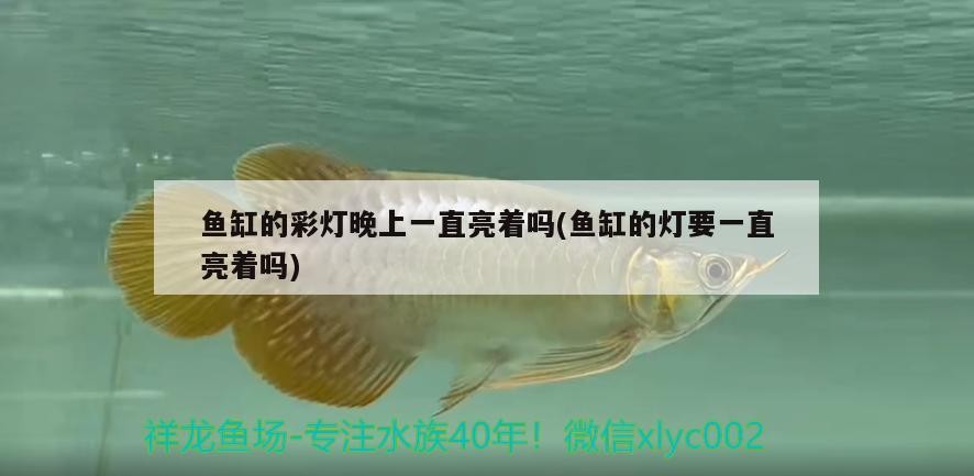 銀龍魚長多長（銀龍魚有多長）