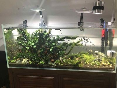 定制的魚缸咋樣清洗（定制魚缸清洗方法及注意事項）