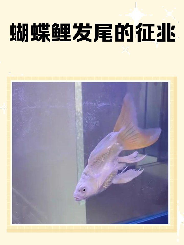 蝴蝶鯉發(fā)尾的征兆